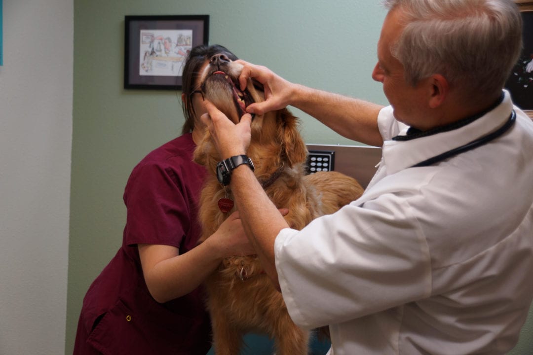 Hospital Tour Colorado Springs Veterinarian Centennial Animal Hospital