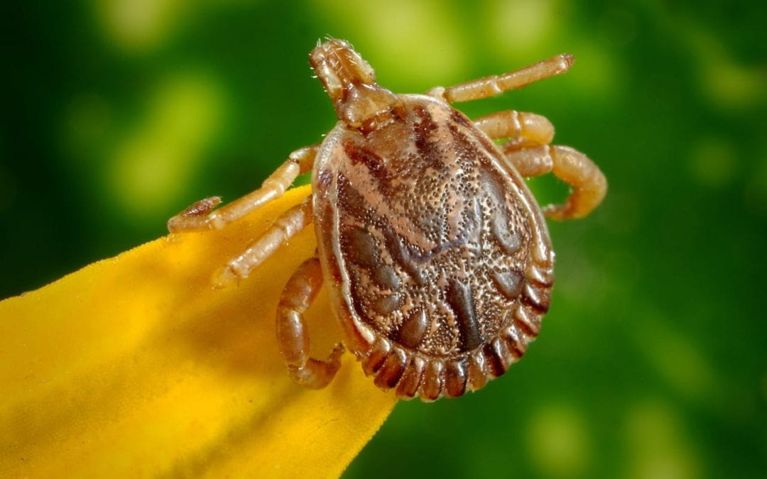 How to Remove a Tick from Your Pet | Centennial Animal Hospital
